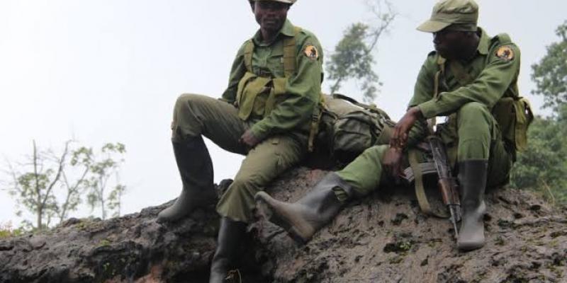 Ituri : les éco-gardes rançonnent la population, alerte la&nbsp;CRDH