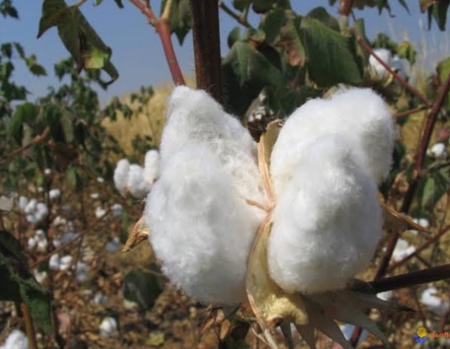 RDC : Relance de la production du coton et l&rsquo;agriculture vivrière, le parc agro-industriel de Dingila à Buta dans le Bas-Uele montre l&rsquo;exemple!